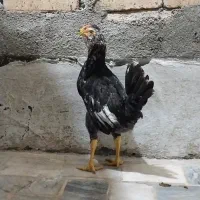 جوجه گلین