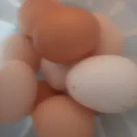 تخم مرغ رسمی