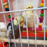 یک جفت  عروس هلندی نرو ماده