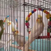 عروس هلندی