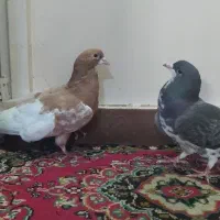 یال و شهری گلدار