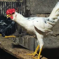 خروس گلین