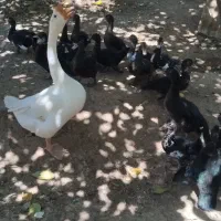 قوغاز و اردک اسراییلی