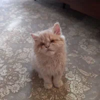 واگذاری بچه گربه