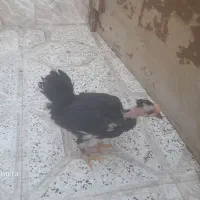 یک عدد جوجه نیمچه خروس گلین ویک جوجه مرغ خانگی