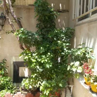 گل شفلرا