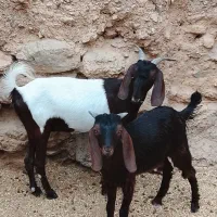 فروش بز همراه برغاله