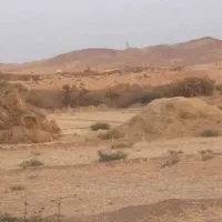 کاه یونجه