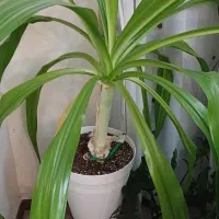 سوسن عنکبوتی