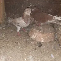 کبوتر غریب گرفته