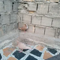 کبوتر ریش زرد