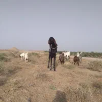 نربز پاکستانی