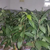 نهال ازگیل