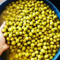 مبدا زیتون،روغن زیتون و فراورهای زیتون رودبار،طارم
