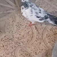 کفتر|پرنده|نهاوند, |دیوار