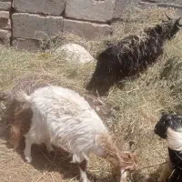 کره محلی نر خوش سو قیمت مناسب