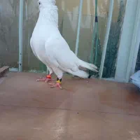 پرنده|پرنده|کهنوج, |دیوار