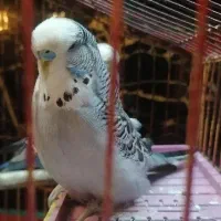 مرغ عشق انگلیسی a