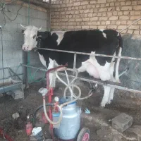 گاوسمینتال شکم دو