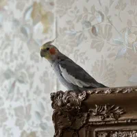 عروس هلندی