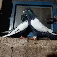 کبوتر|پرنده|کوهین, |دیوار