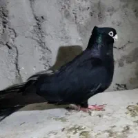 صرب|پرنده|مسجد سلیمان, |دیوار