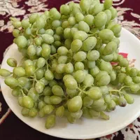 سلام غوره فخری برای آبگیری کاملا طبیعی