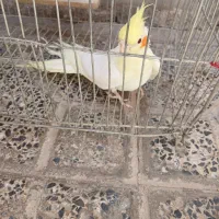 عروس هلندی