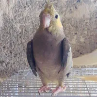 عروس هلندی