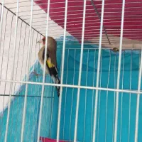 سهره. سقا