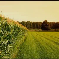 زمین کشاورزی