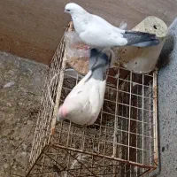 کبوتر‌نرو‌کاده