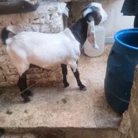 دو عدد بزغاله بز بره گوسفند