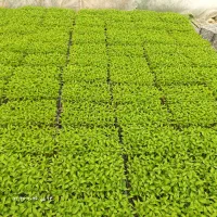 فروش نشا فلفل دلمه ای