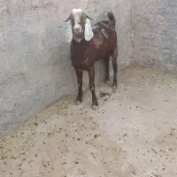 بزغاله نر چاق