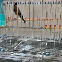 سهره|پرنده|اصفهان, عطار نیشابوری|دیوار