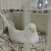 قناری ماده یلو فاکتور مست واماده