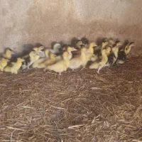 جوجه اردک سیکامحدود/اسراییلی کف قیمت همه شهرها
