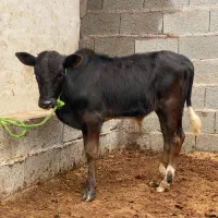 گوساله نر ورزاکوله خوشگل
