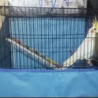 ...|پرنده|اهواز, پردیس دو|دیوار