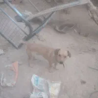 پاکوتاه نر و ماده