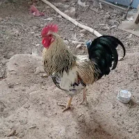 فروش خروس