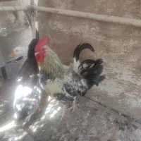 دوعدد اردک بفروش میرسد نر وماده دومیلیون