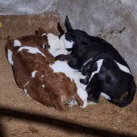 کارگر گاوداری