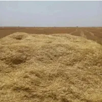 کاه گندم دیم