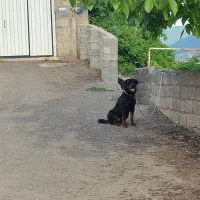 سگ روتوایلر اصیل