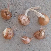 ۲۲۰ کیلو پیاز زعفران سه ساله