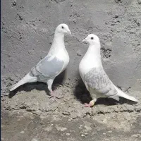 کبوتر کویتی ماده