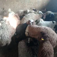 گوسفند زنده غرب و شرق تهران