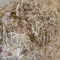 کاه لوبیا. کاه دیم